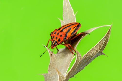 Free Macro shot of a striking red and black striped stink bug on a thistle leaf against a green background. Stock Photo