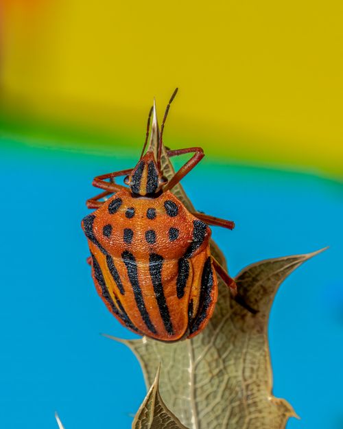 Free Vibrant stink bug resting on thistle with a bright blurred background. Stock Photo