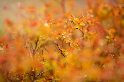 Free stock photo of orange, orange background, orange leaves