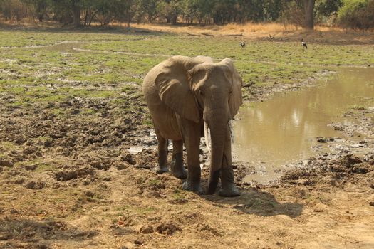 An African elephant near a waterhole in South Luangwa National Park's savannah.