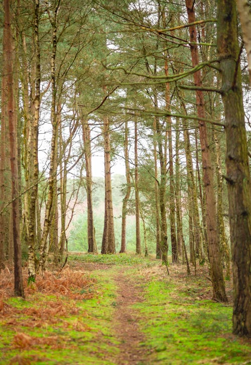 Free Бесплатное стоковое фото с ветви, деревья, окружающая среда Stock Photo