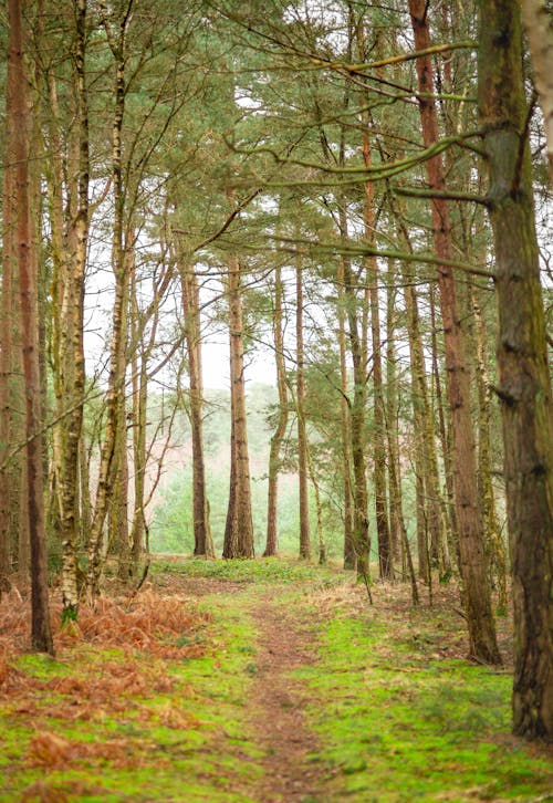 Pathway In Between Trees