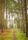 woodland
