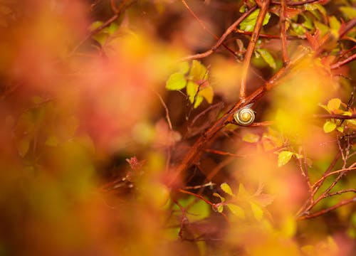 Free stock photo of garden snail, orange, red