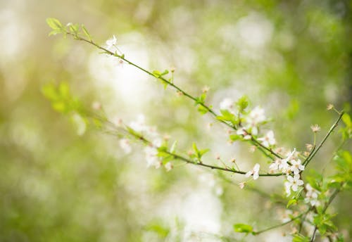 Free stock photo of blossom, green, spring Stock Photo