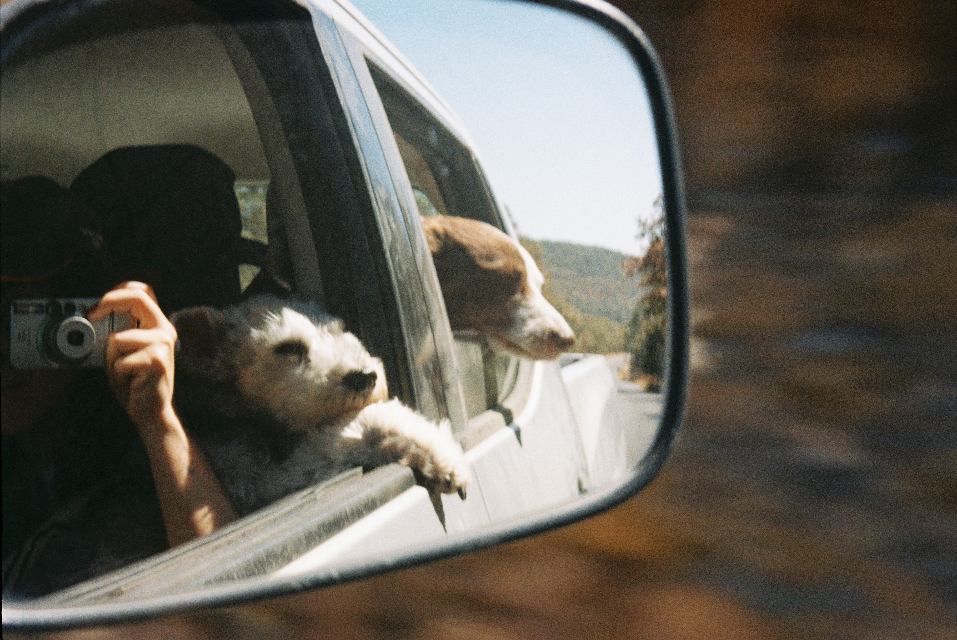 Is Your Road Trip Torturing Your Pup? The Brutal Truth About How To Travel With Dogs