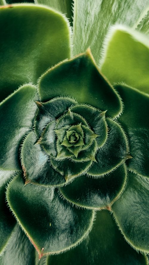 Free High-resolution macro image of a vibrant green succulent plant, showcasing intricate leaf details. Stock Photo