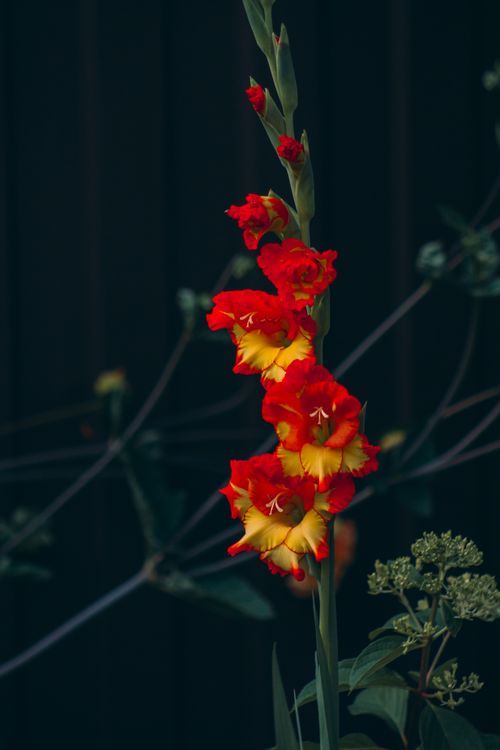 Free Close-up of a vibrant red and yellow gladiolus flower against a dark background. Stock Photo