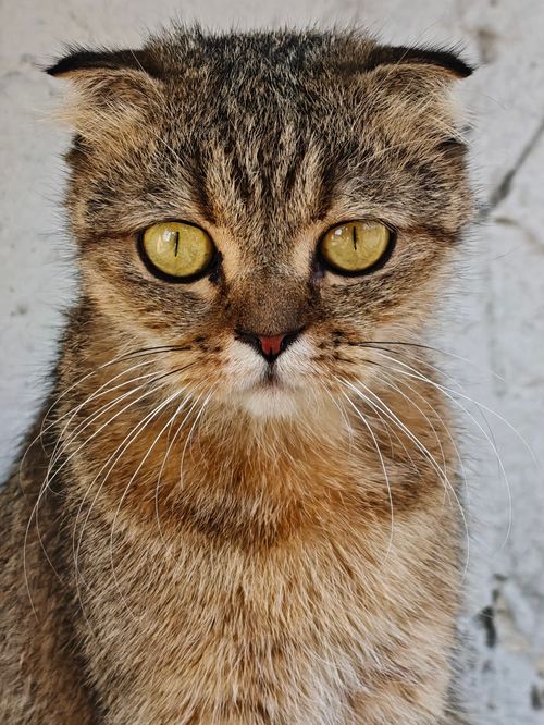 Free An intense close-up portrait of a Scottish Fold cat showcasing its captivating golden eyes. Stock Photo