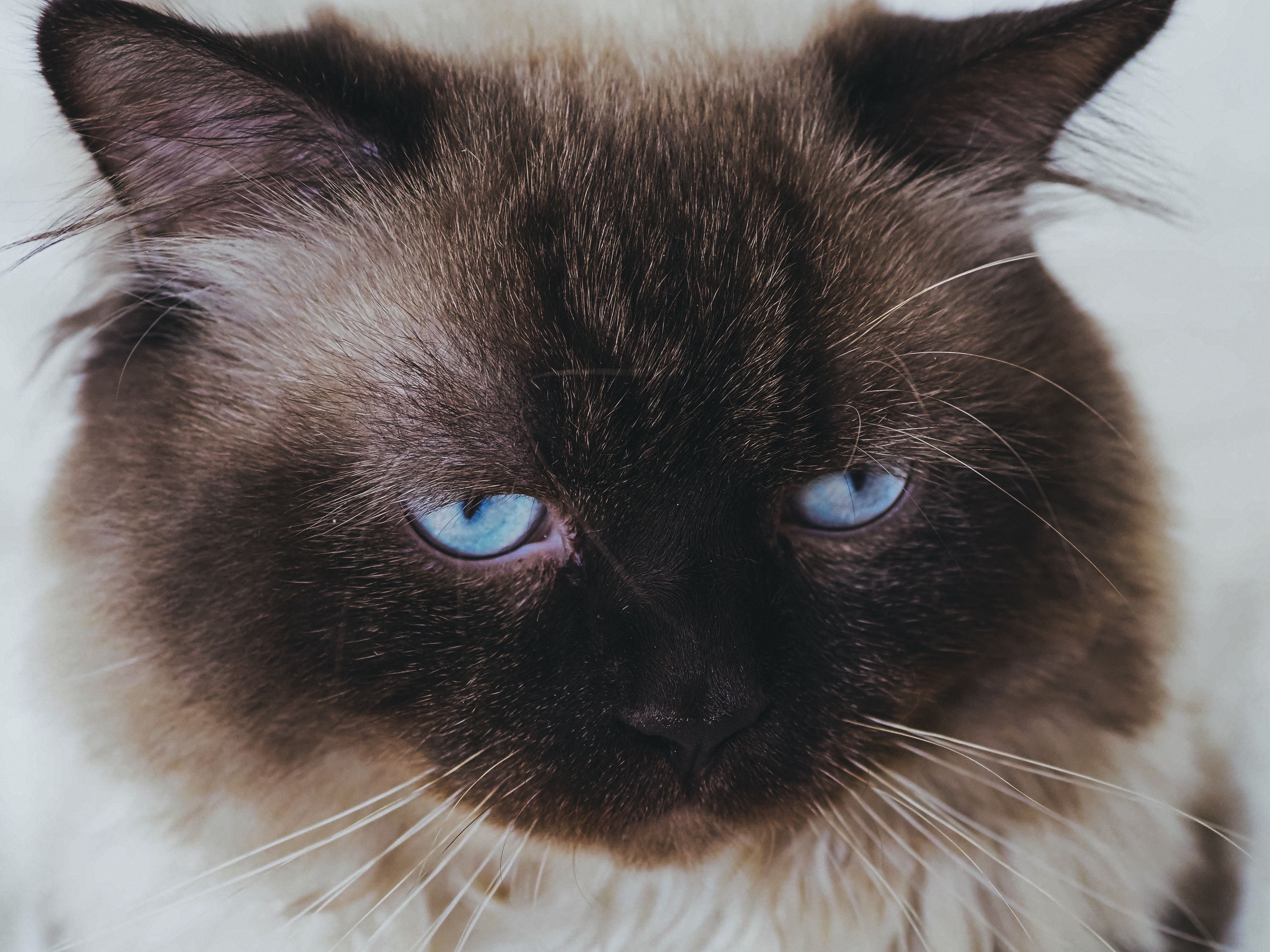 5. The Birman: The Sweet Sacred Cat