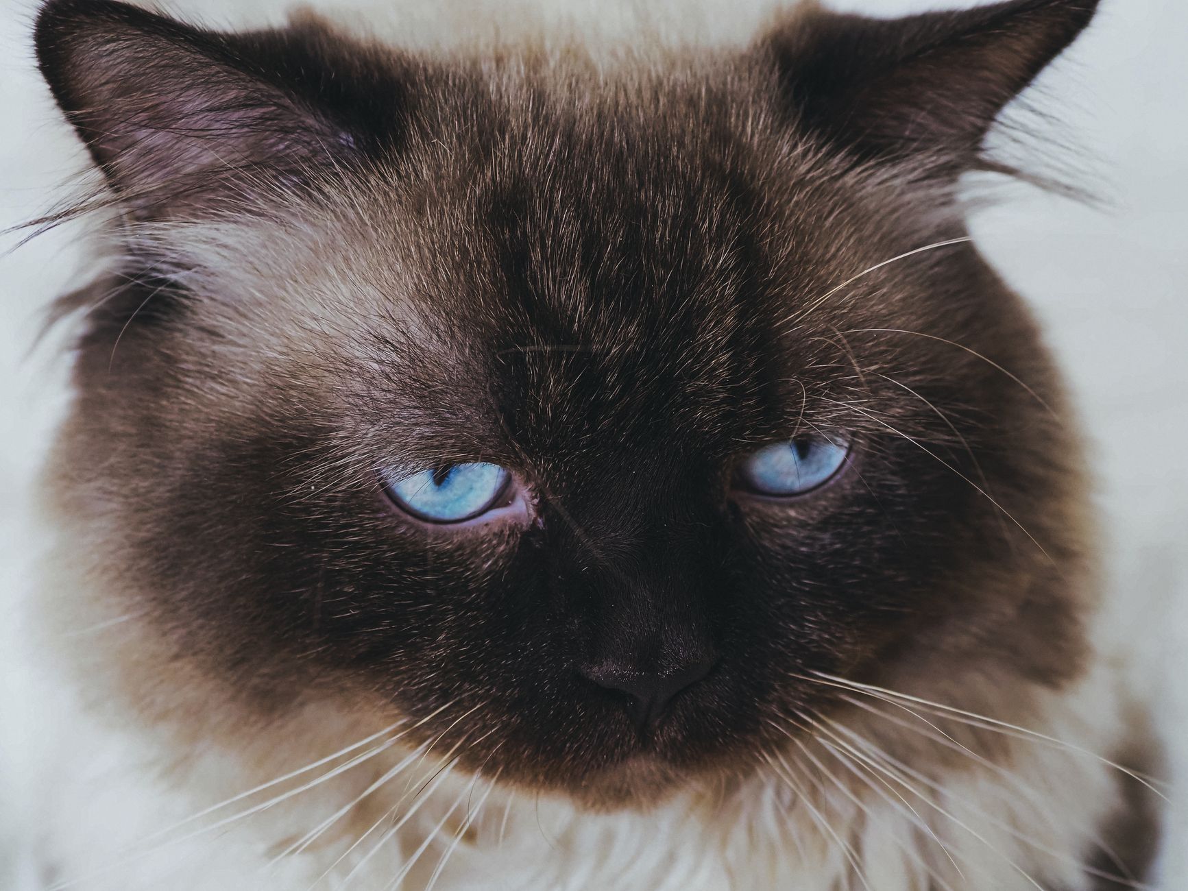 5. The Birman: The Sweet Sacred Cat