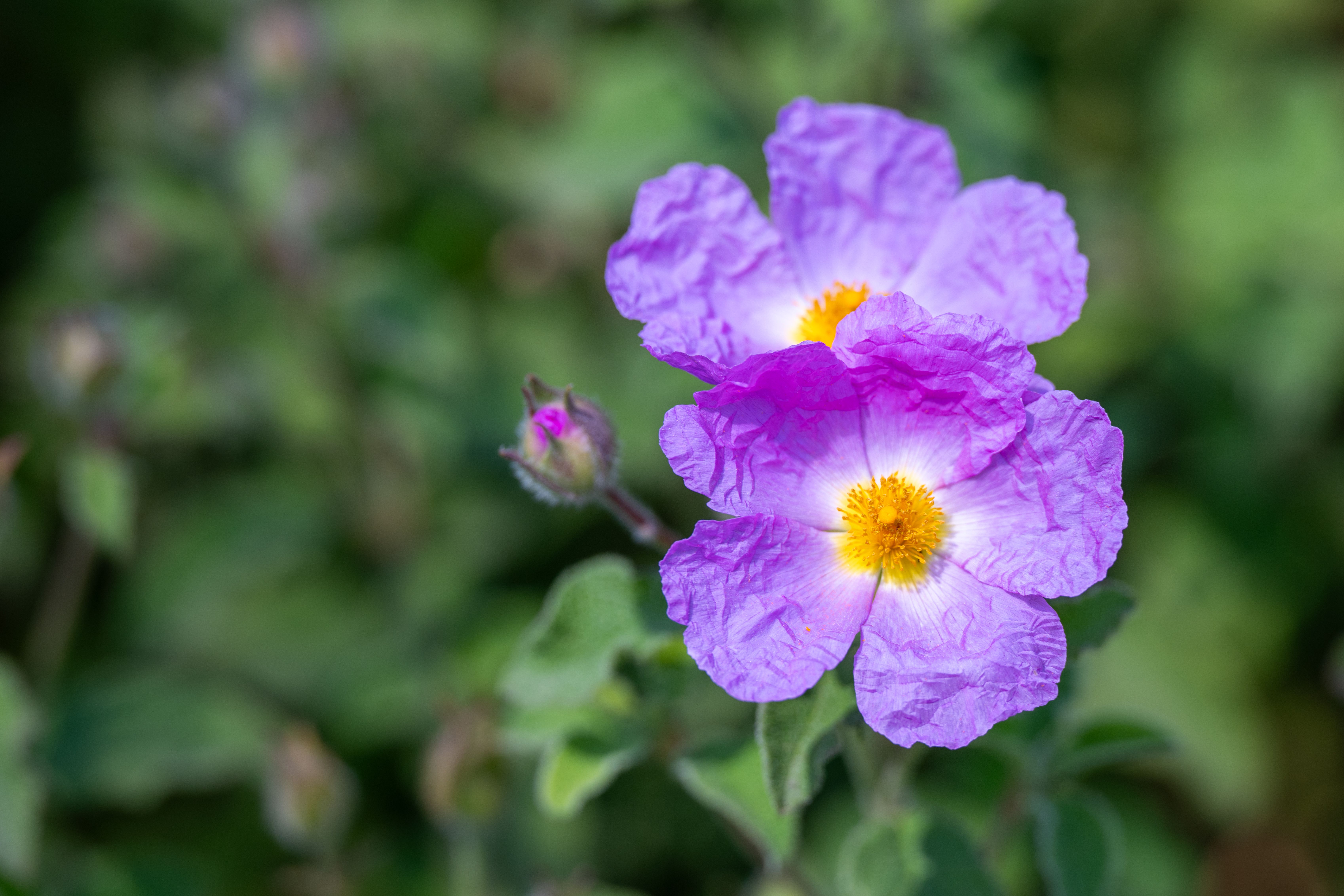 [ColoSach]-close-up-of-vivid-purple-rockrose-flowers-with-yellow-centers-in-san-francisco-garden.