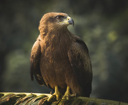 Δωρεάν στοκ φωτογραφιών με άγρια φύση, αετός, αρπακτικό