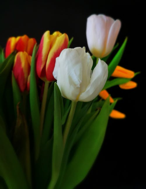 Free Colorful Tulips in Bloom Stock Photo