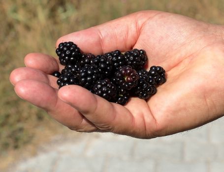 A handful of ripe blackberries held outdoors, showcasing natural textures and freshness.