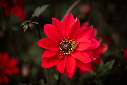 Free Close-up view of a vibrant red dahlia flower with a bee pollinating its center, showcasing natural beauty and floral details. Stock Photo