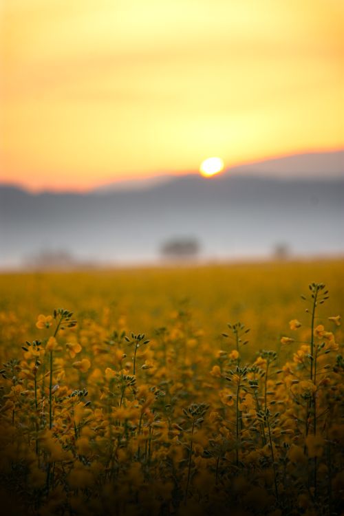 Free A serene sunset over a vibrant field of yellow canola flowers in bloom. Stock Photo