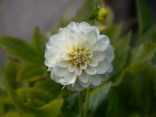 Free Close-up of a white dahlia flower with green leafy background, showcasing its intricate petals. Stock Photo