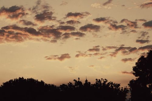 Free Capture of a striking sunset in Samsun, Türkiye with silhouetted trees and colorful clouds. Stock Photo