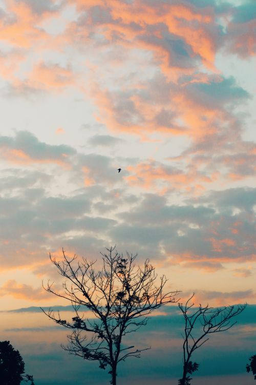 Free Captivating sunset in Samsun, Türkiye, with striking tree silhouettes and vibrant sky. Stock Photo