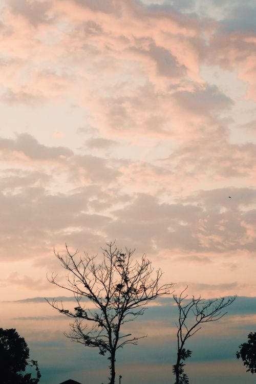 Free A stunning view of a pink sky at sunset over the trees in Samsun, Türkiye. Stock Photo