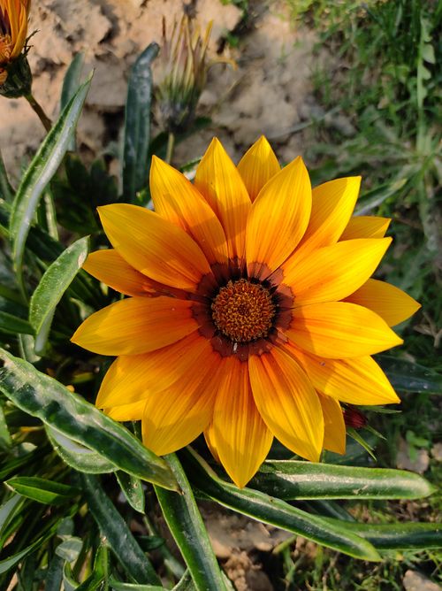 Free Close-up of a vibrant yellow Gazania flower with sunlit petals in a garden. Stock Photo