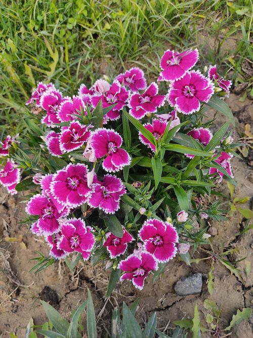 Free Beautiful magenta Sweet William flowers with white edges blossom in a Lucknow garden. Stock Photo