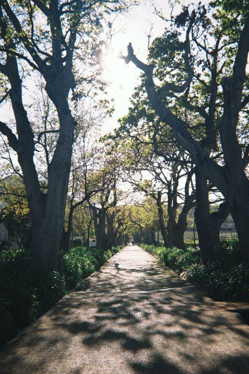 Free Peaceful tree-lined pathway with sunlight filtering through leaves in Cape Town, South Africa. Stock Photo