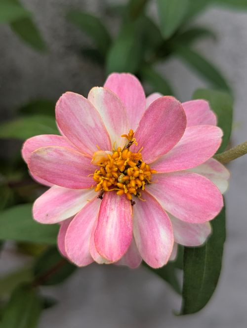 Free Vibrant close-up of a pink zinnia flower showcasing its detailed petals and yellow center. Stock Photo