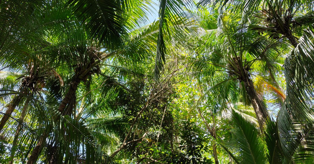 Dominica: conservación forestal y resiliencia climática impulsadas por la RSE hotelera Dominica: conservación forestal y resiliencia climática impulsadas por la RSE hotelera