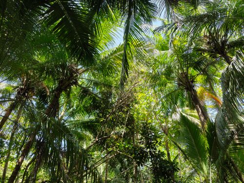 Free Experience the vibrant tropical canopy of Samaná, showcasing rich greenery and diverse plant life. Stock Photo