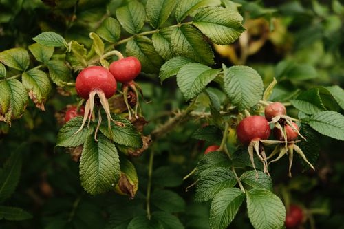 Free Close-up of ripe rose hips on green foliage, showcasing nature's beauty in Lahti, Finland. Stock Photo