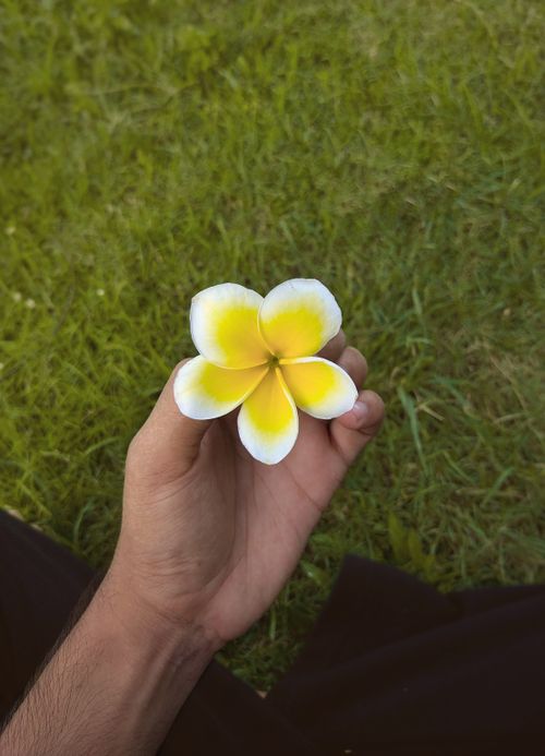 Free A close-up shot of a hand holding a vibrant plumeria flower against a grassy background. Stock Photo