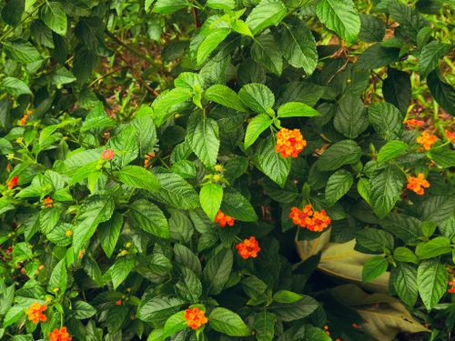 Free Bright orange lantana flowers with lush green leaves in a garden setting in Dhaka, Bangladesh. Stock Photo