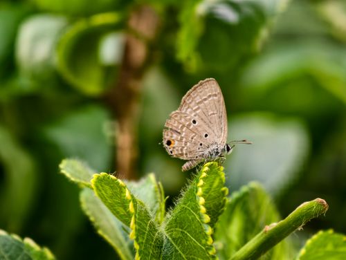 Free Detailed macro image of a brown butterfly resting on a vibrant green leaf with blurred background. Stock Photo