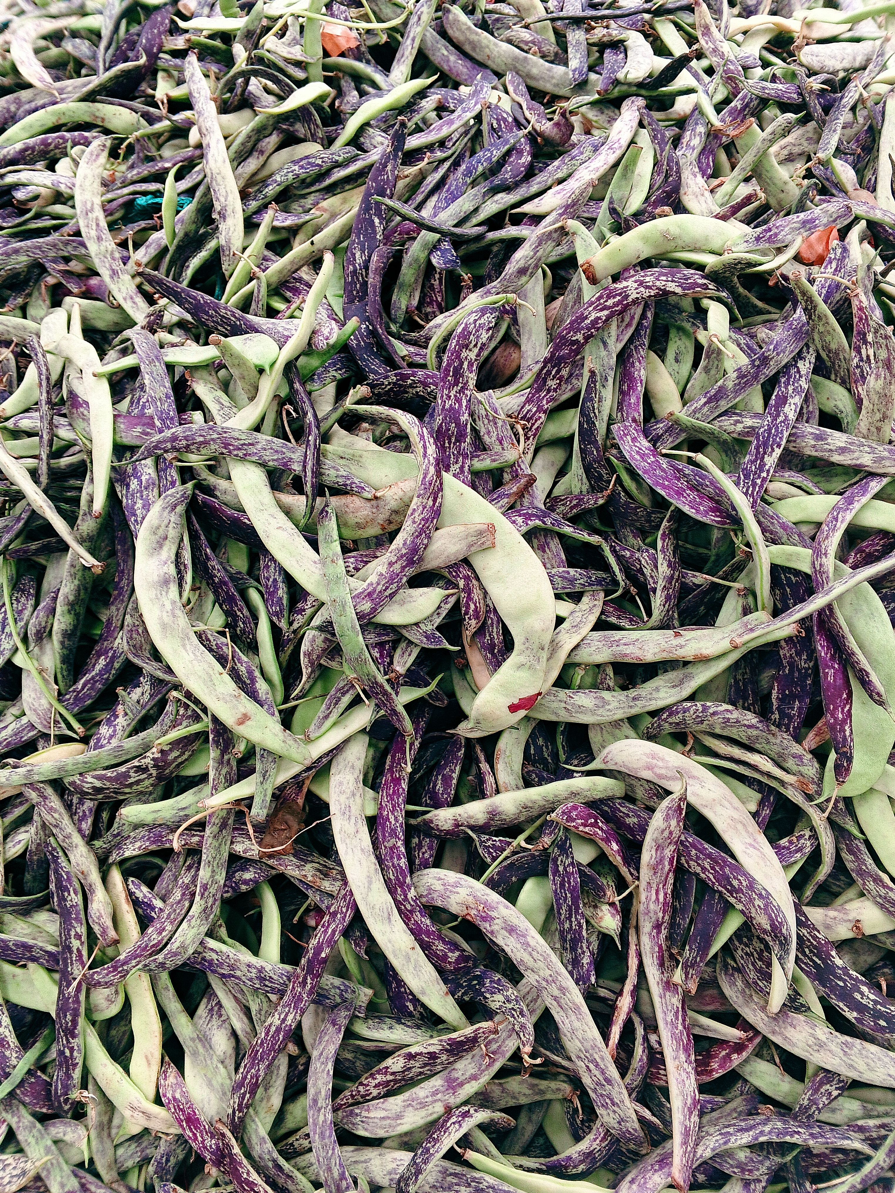 Close-up of fresh, colorful purple and green pinto beans at a market.