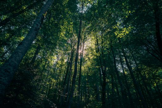 A serene forest scene with sunlight filtering through lush green trees, creating a tranquil atmosphere.