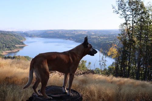 Free A dog stands on a hilltop, gazing over a picturesque reservoir in Sarroux-Saint Julien, France. Stock Photo