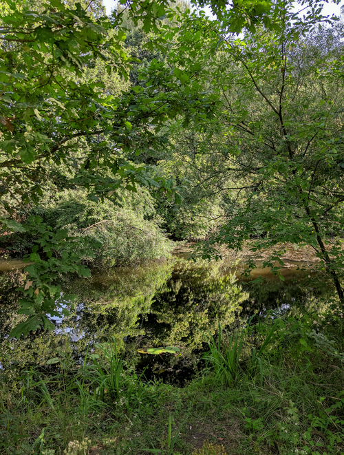 Free Peaceful forest scene with a mirror-like pond reflecting lush green trees. Stock Photo