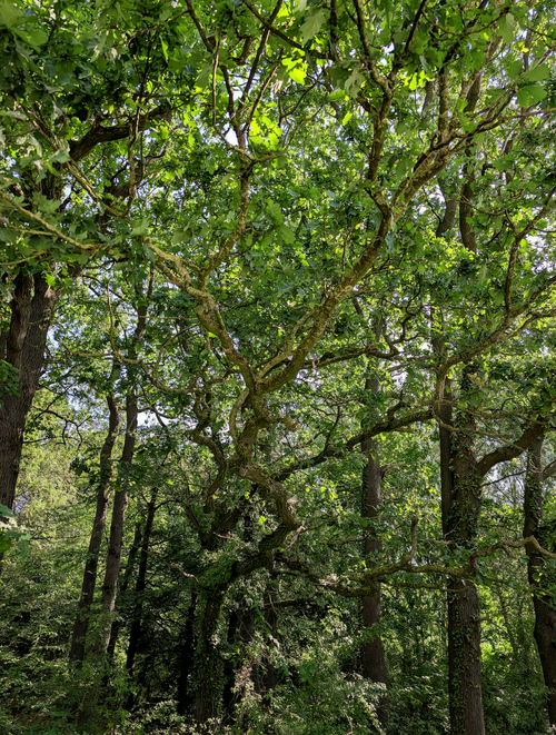 Free Serene oak forest with lush green foliage under bright summer sunlight. Stock Photo