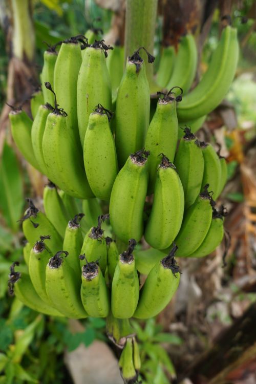 Free Close-up of fresh green bananas growing in an outdoor garden setting. Stock Photo
