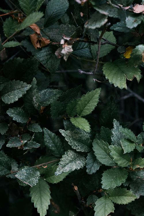 Free Close-up of moody green leaves in a dark, natural setting. Stock Photo