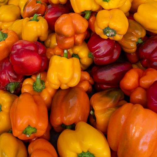 Free Colorful display of fresh red, orange, and yellow bell peppers on sale at a market in Bahrain. Stock Photo