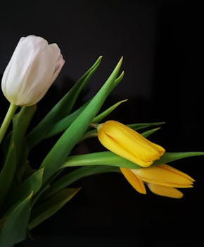 A captivating close-up of elegant yellow and white tulips against a dark background.