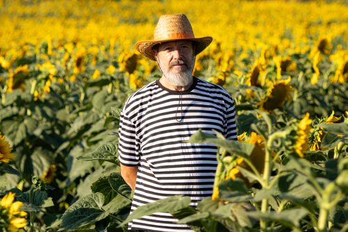 Free A senior adult wearing a straw hat stands in a vibrant sunflower field under the summer sun. Stock Photo