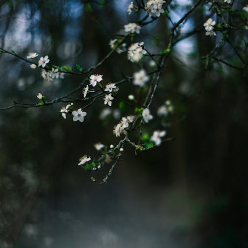 Free White Flower In Tilt Shift Lens Stock Photo
