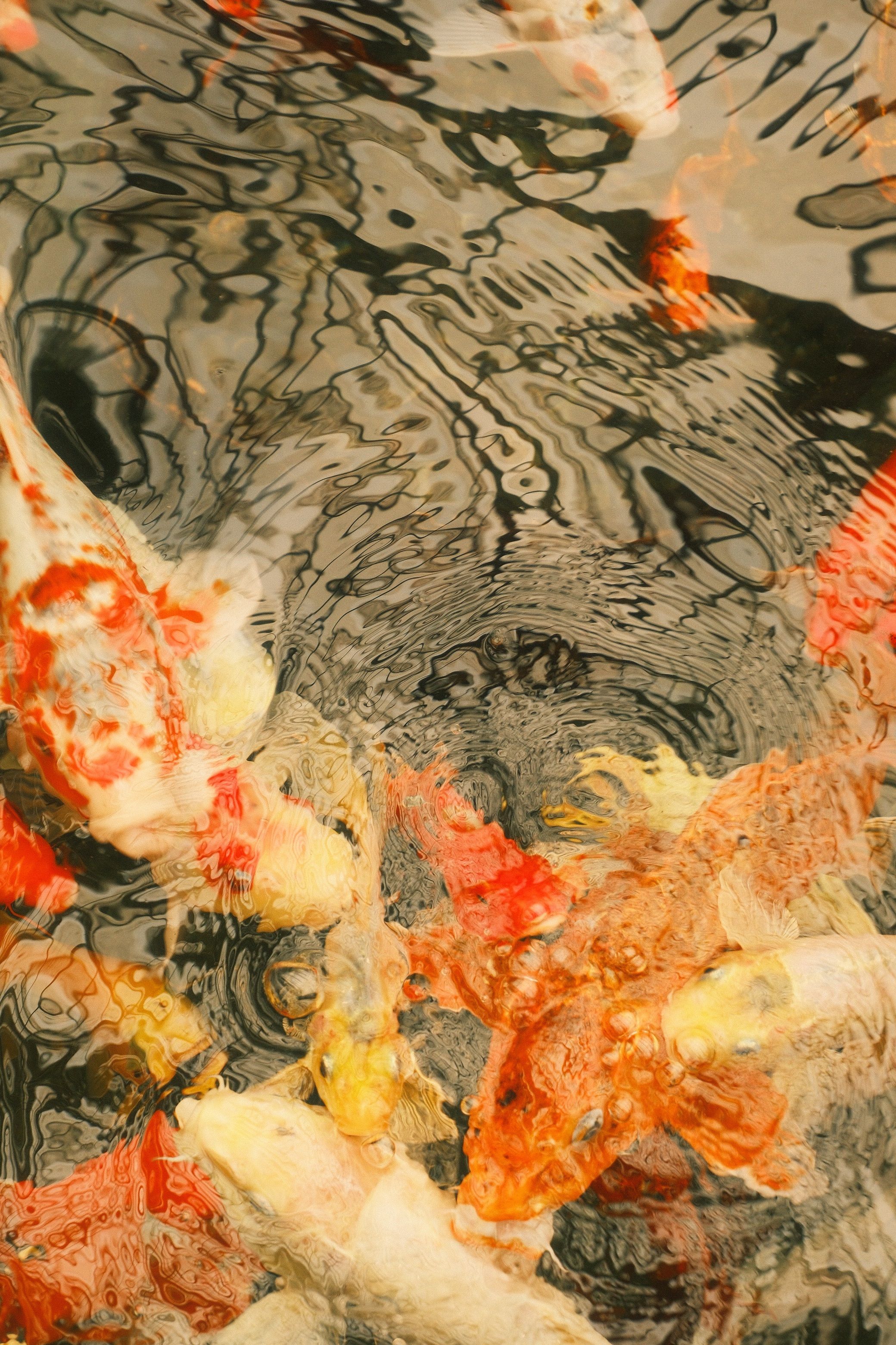 A lively group of colorful koi fish swim in a tranquil pond, creating a mesmerizing pattern.