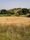 campo