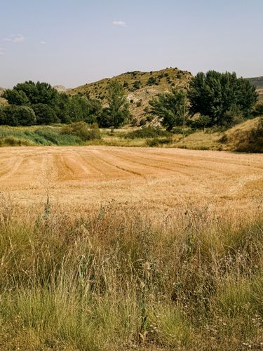 Campos agrícolas, suelo del Delta del Llobregat