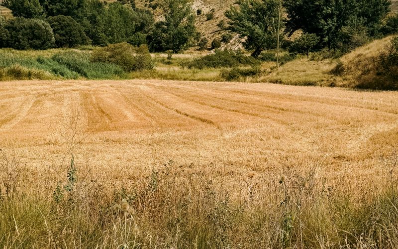 Campos agrícolas, suelo del Delta del Llobregat
